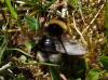 Bombus sp.